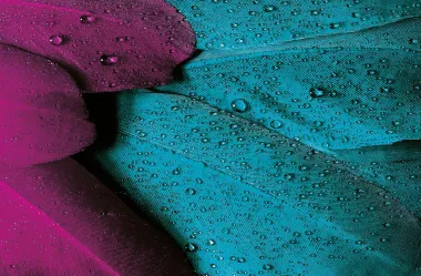 Ονειροκρίτης πούπουλα