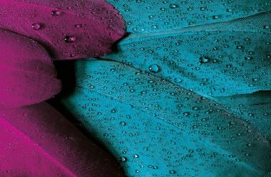 Ονειροκρίτης πούπουλα