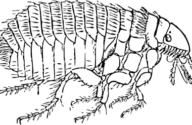 Ονειροκρίτης ψύλλοι - ψύλλος