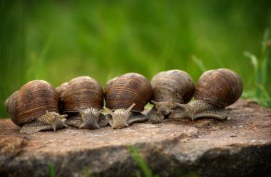 Ονειροκρίτης σαλιγκάρια
