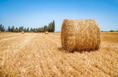 Ονειροκρίτης άχυρο