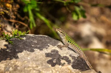 Ονειροκρίτης σαύρα