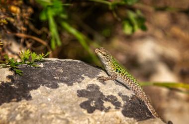Ονειροκρίτης σαύρα