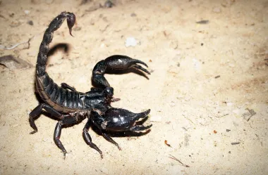 Ονειροκρίτης σκορπιός