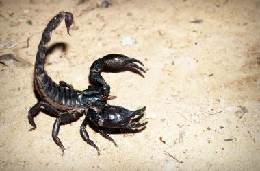 Ονειροκρίτης σκορπιός