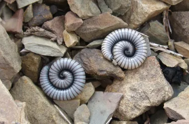 Ονειροκρίτης σκουλήκι - σκουλήκια
