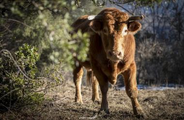 Ονειροκρίτης ταύρος