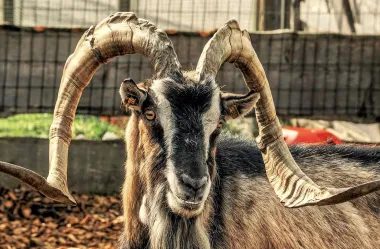 Ονειροκρίτης τράγος