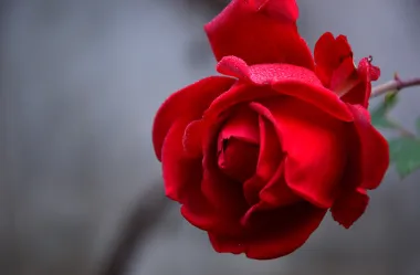 Ονειροκρίτης τριαντάφυλλο