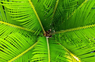 Ονειροκρίτης βάγια