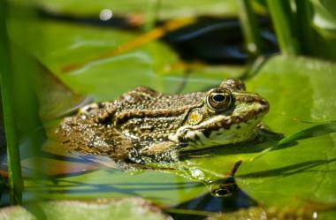 Ονειροκρίτης βάτραχος - βατράχι