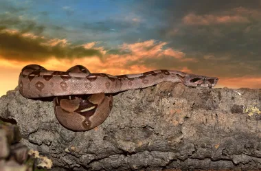 Ονειροκρίτης βόας φίδι