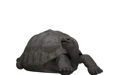 Ονειροκρίτης χελώνα