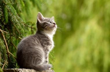 Ονειροκρίτης ζώα