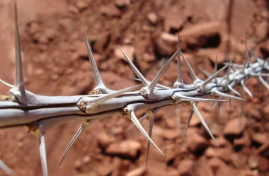 Ονειροκρίτης αγκάθι