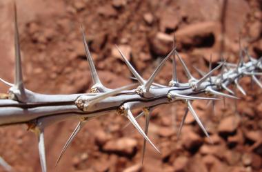 Ονειροκρίτης αγκάθι
