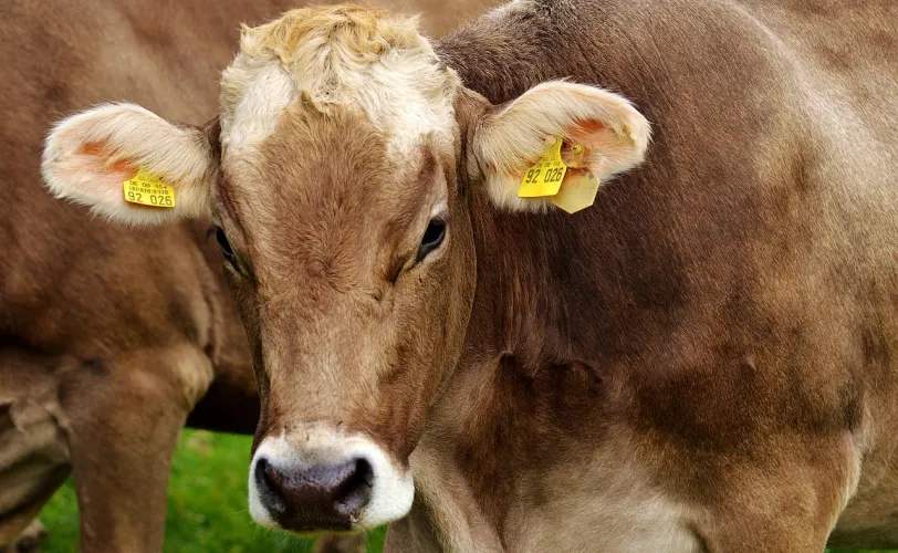 Ονειροκρίτης αγελάδα