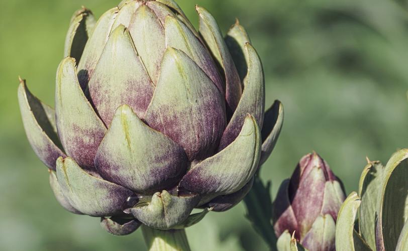 Ονειροκρίτης αγκινάρα