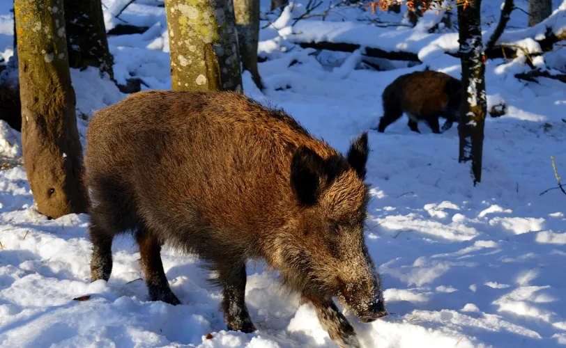 Ονειροκρίτης αγριογούρουνο