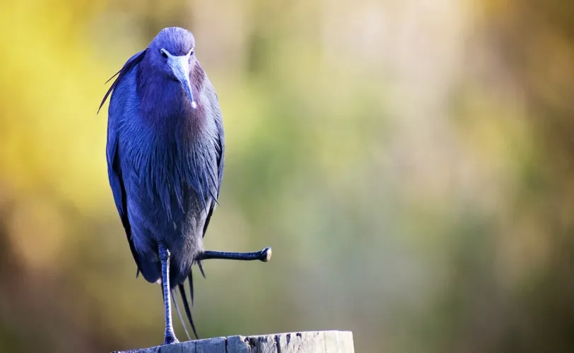 Ονειροκρίτης ακρωτηριασμός 