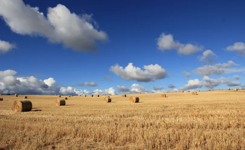 Ονειροκρίτης αλώνισμα - θέρισμα - θερίζω