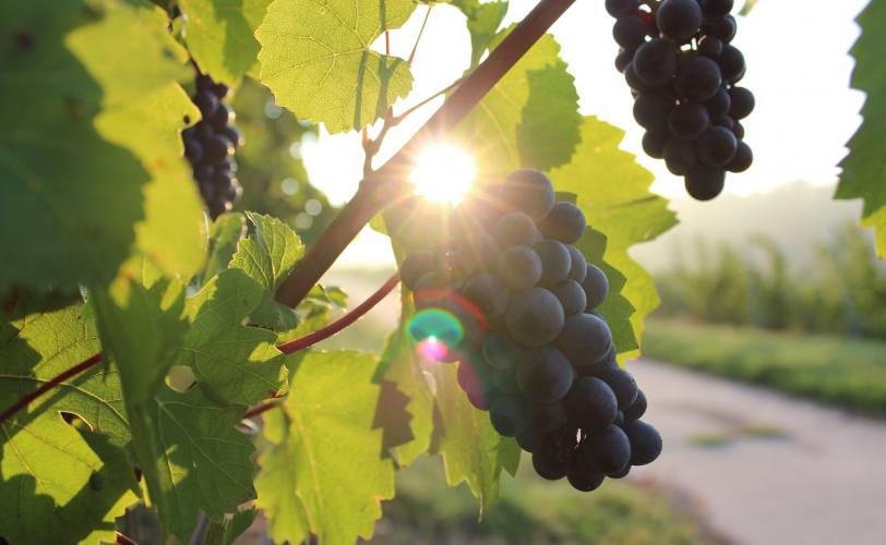 Ονειροκρίτης αμπέλι - αμπελώνας