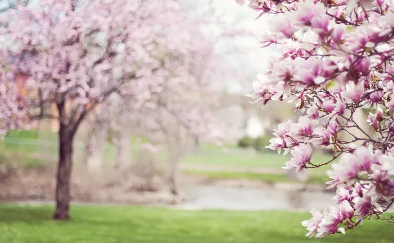 Ονειροκρίτης άνοιξη