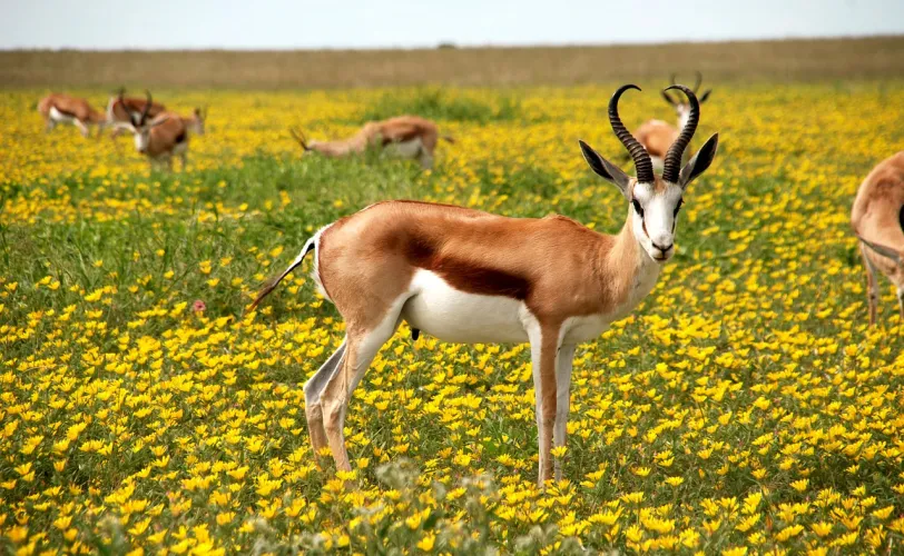 Ονειροκρίτης αντιλόπη