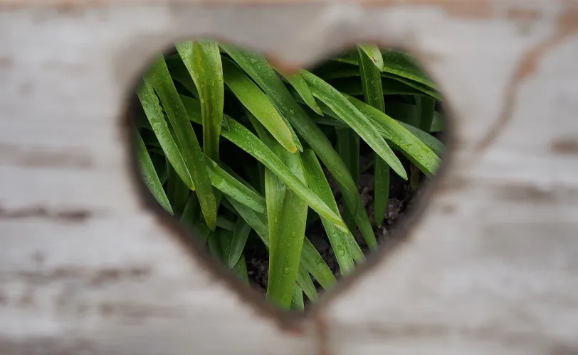 Ονειροκρίτης απουσία