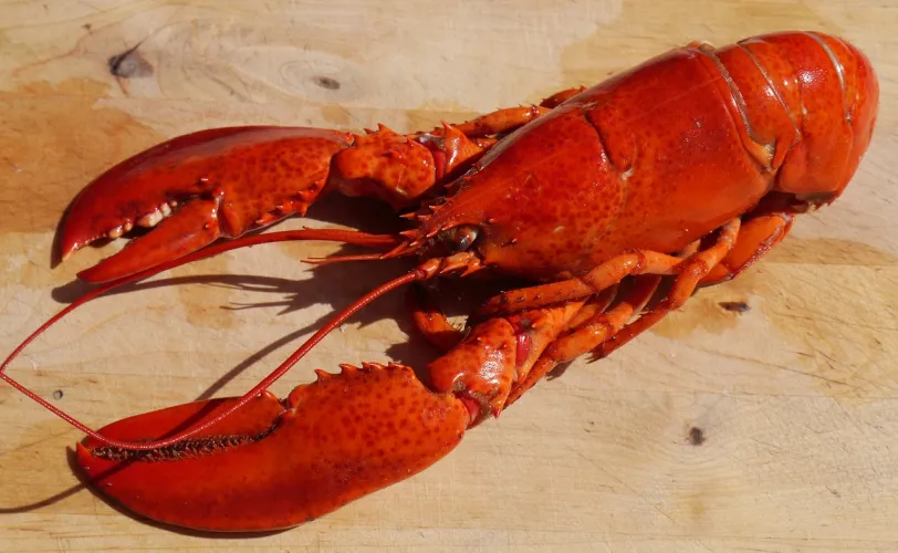 Ονειροκρίτης αστακός