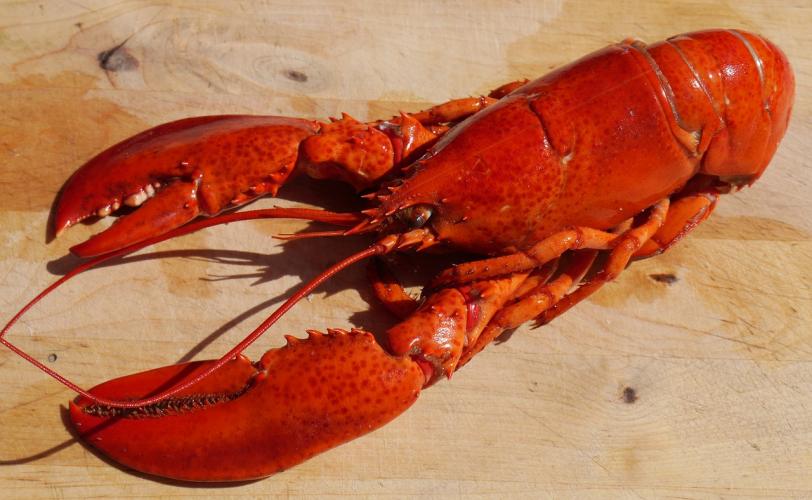 Ονειροκρίτης αστακός