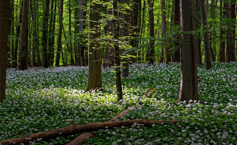 Ονειροκρίτης  Δάσος (Άλσος)