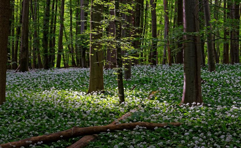 Ονειροκρίτης Δάσος (Άλσος)