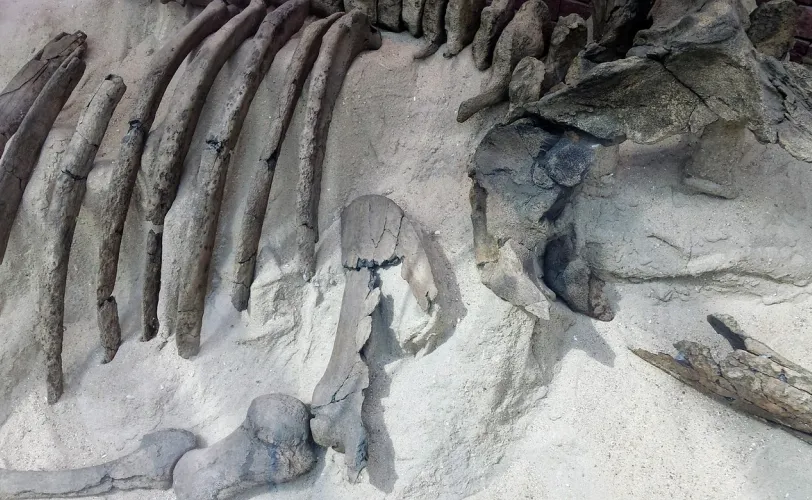 Ονειροκρίτης εκταφή