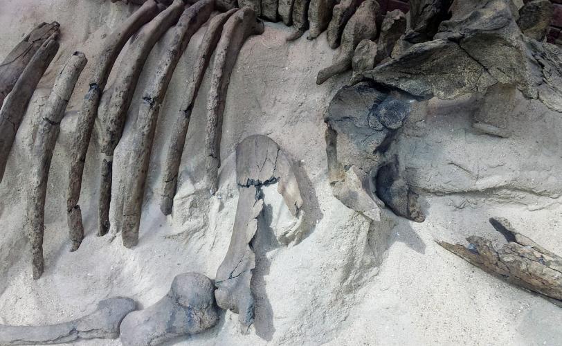 Ονειροκρίτης εκταφή