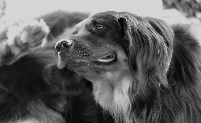 Ονειροκρίτης φαγούρα (κνησμός)