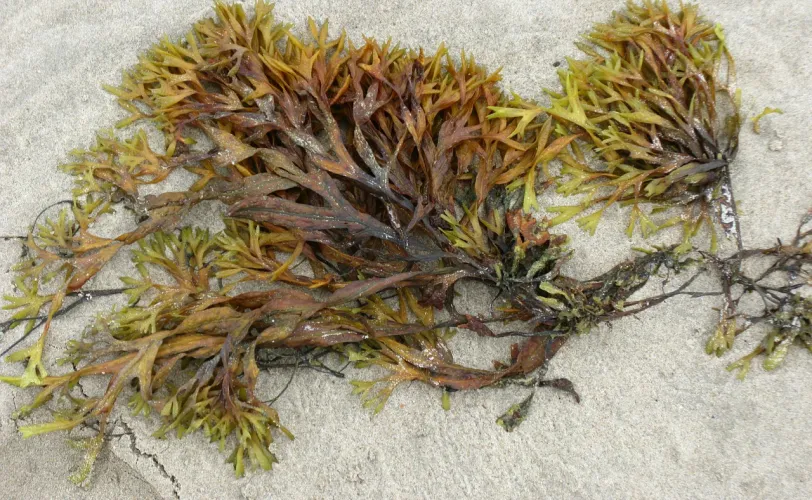 Ονειροκρίτης φύκια