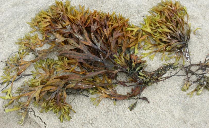 Ονειροκρίτης φύκια