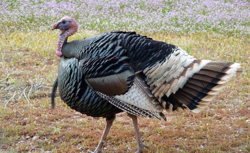 Ονειροκρίτης γαλοπούλα