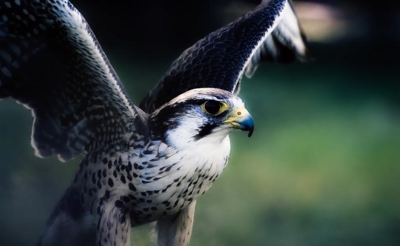 Ονειροκρίτης γεράκι (γερακίνα)