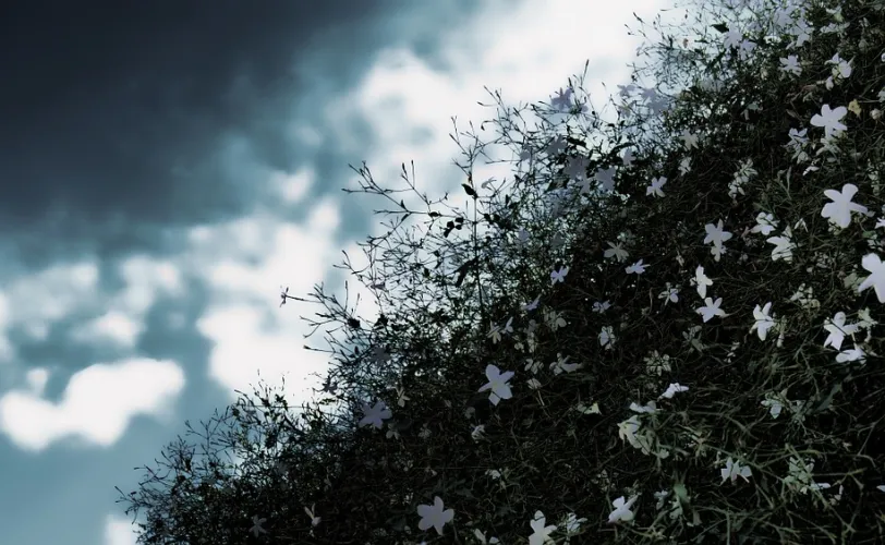  Ονειροκρίτης γιασεμί