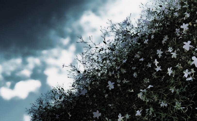  Ονειροκρίτης γιασεμί