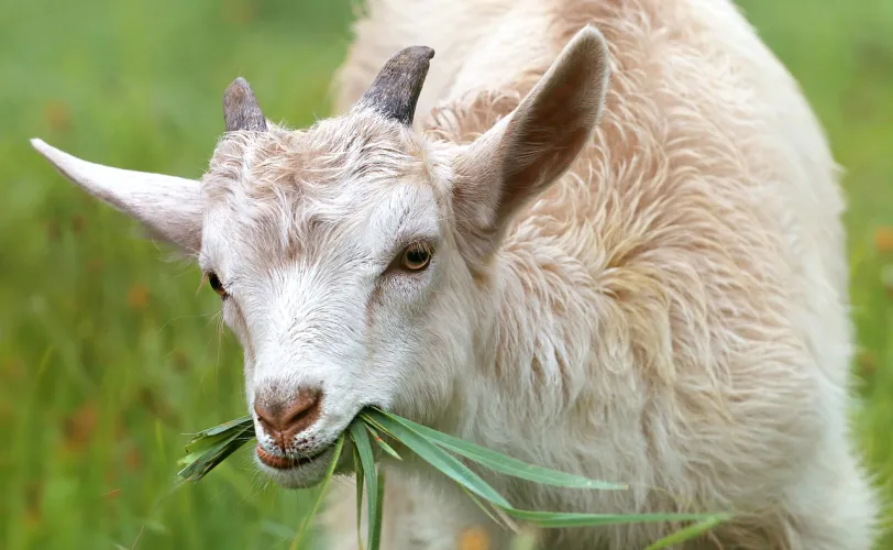 Ονειροκρίτης γίδα