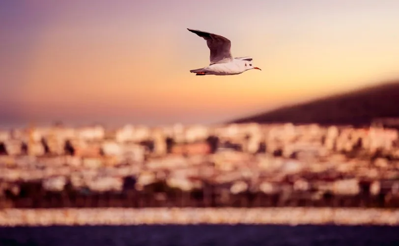 Ονειροκρίτης γλάρος (θαλασσοπούλια)