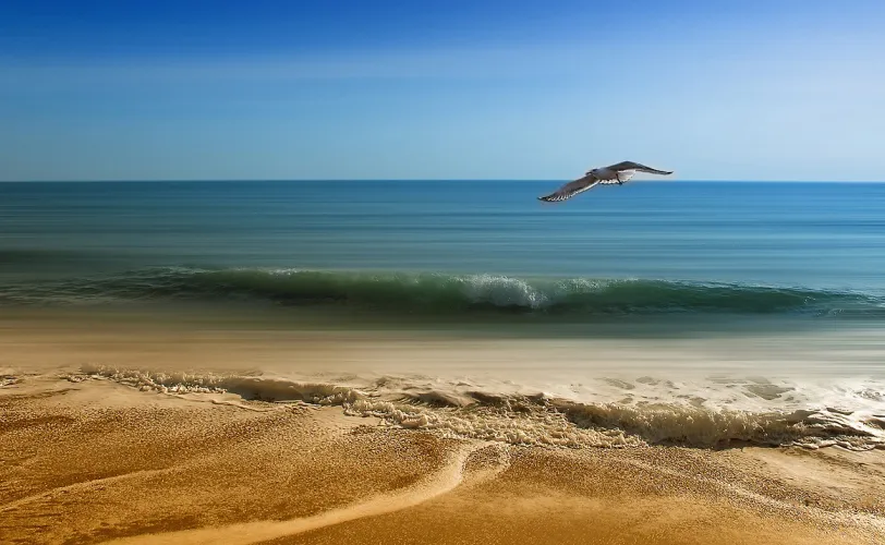 Ονειροκρίτης γλάρος