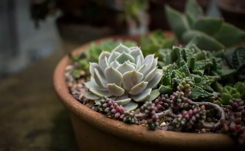 Ονειροκρίτης γλάστρα