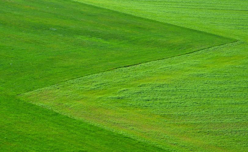 Ονειροκρίτης γκαζόν - χορτάρι