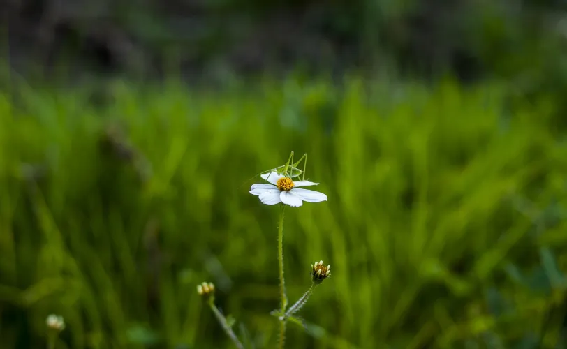 Ονειροκρίτης γρύλος έντομο