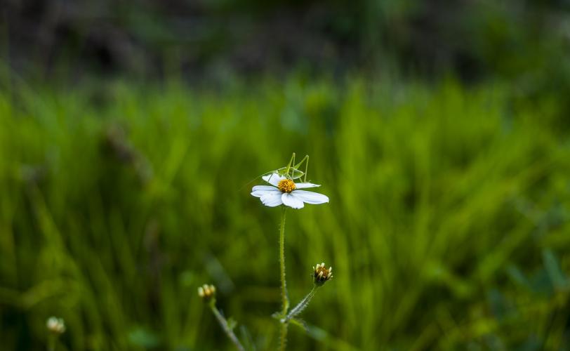 Ονειροκρίτης γρύλος έντομο