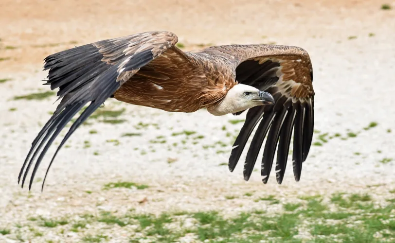 Ονειροκρίτης γύπας, όρνιο